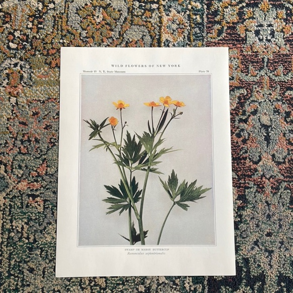 🖤5/$25 Botanical Plant Print Original over 100 years old